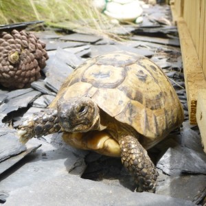 not a slow tortoise