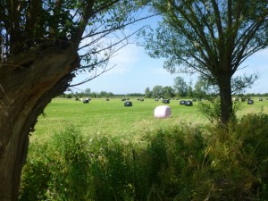 pink bales