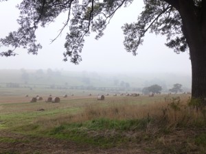 foggy fields