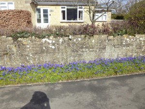 blue flowers