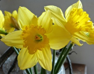 Daffodil