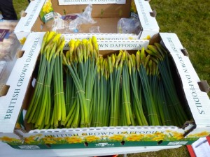 daffodils for riders