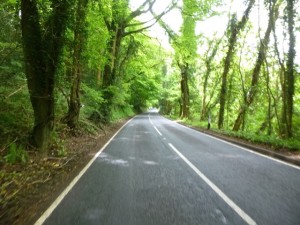 33 tree tunnels