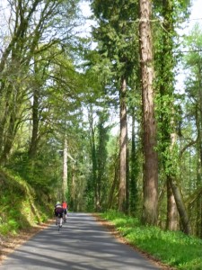 tree lined porlock