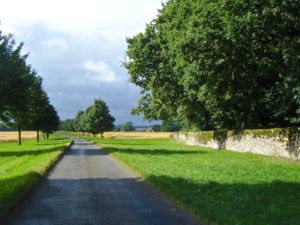 boulevard of trees