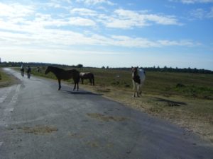 horses to stop traffic