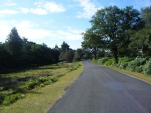 rolling into the New Forest