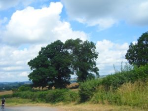 trees and views