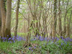 bluebells