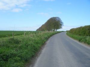 trees before descent